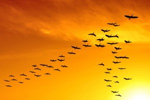 flock of migrating canada geese birds flying at sunset